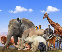 Animal