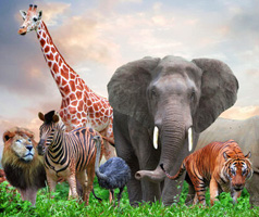 Animals