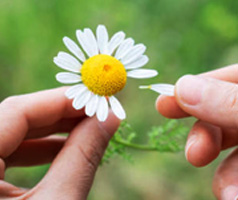 She Loves Me She Loves Me Not